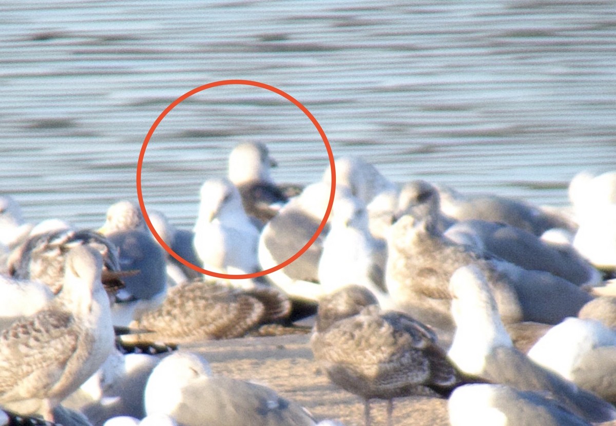 Lesser Black-backed Gull - ML526718751