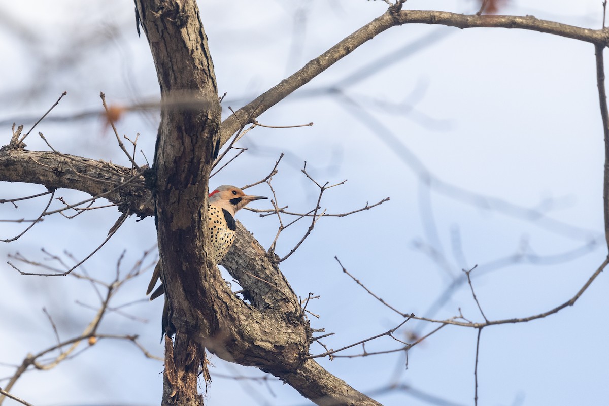 Northern Flicker - ML526719471