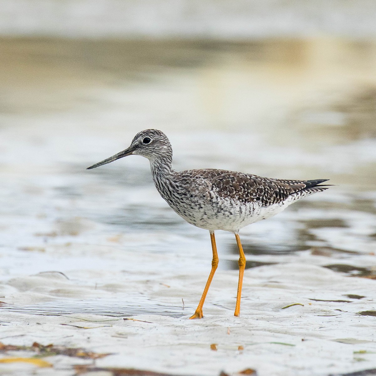 Greater Yellowlegs - ML52672071