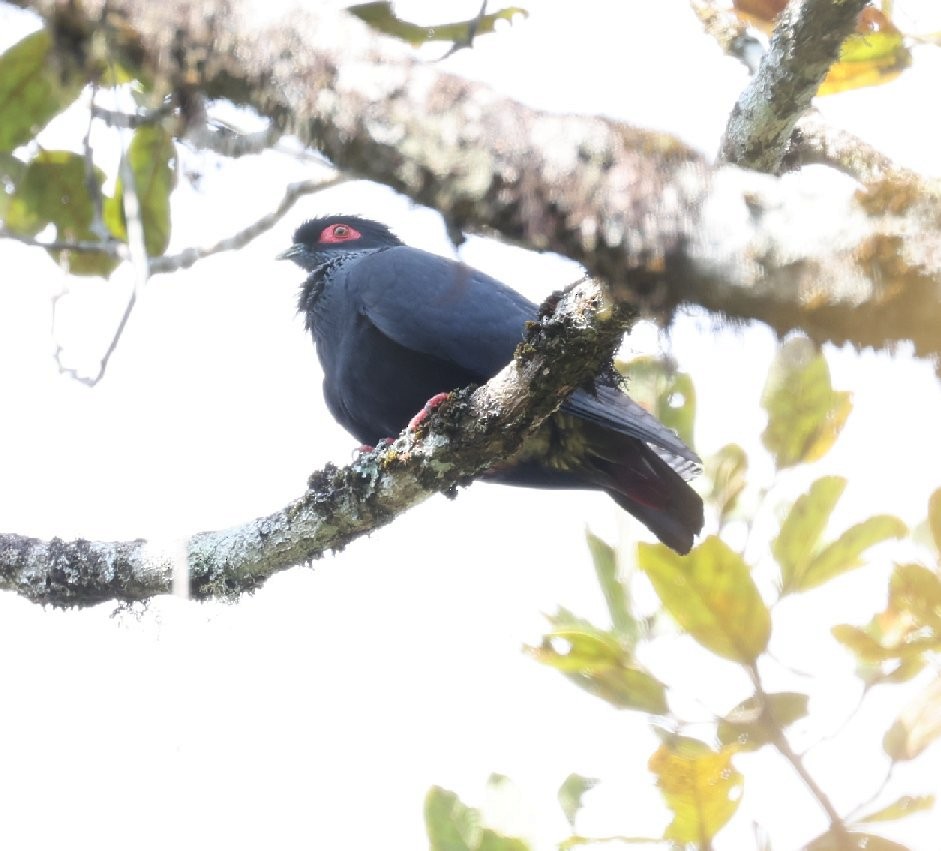 Madagascar Blue-Pigeon - ML526720841