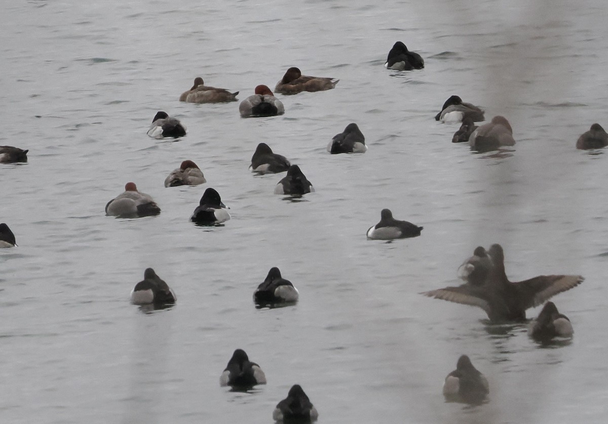 Ring-necked Duck - ML526721971