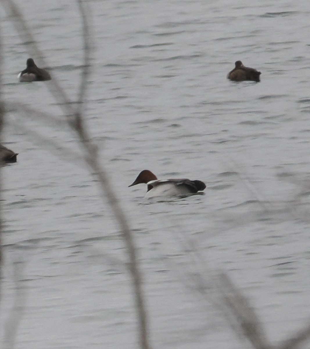 Canvasback - ML526722351