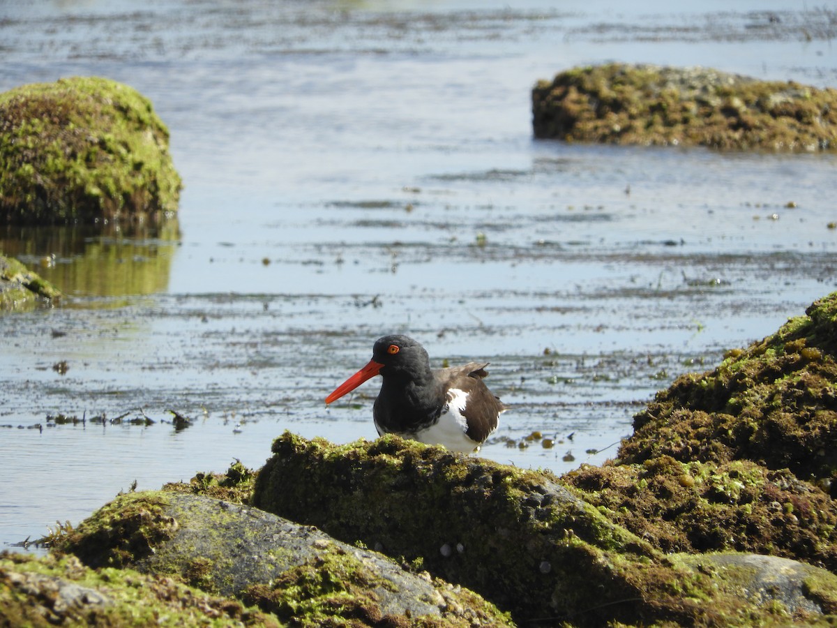 American Oystercatcher - Antonio Maldonado