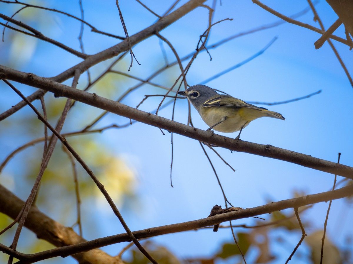 Blue-headed Vireo - Peter Kay