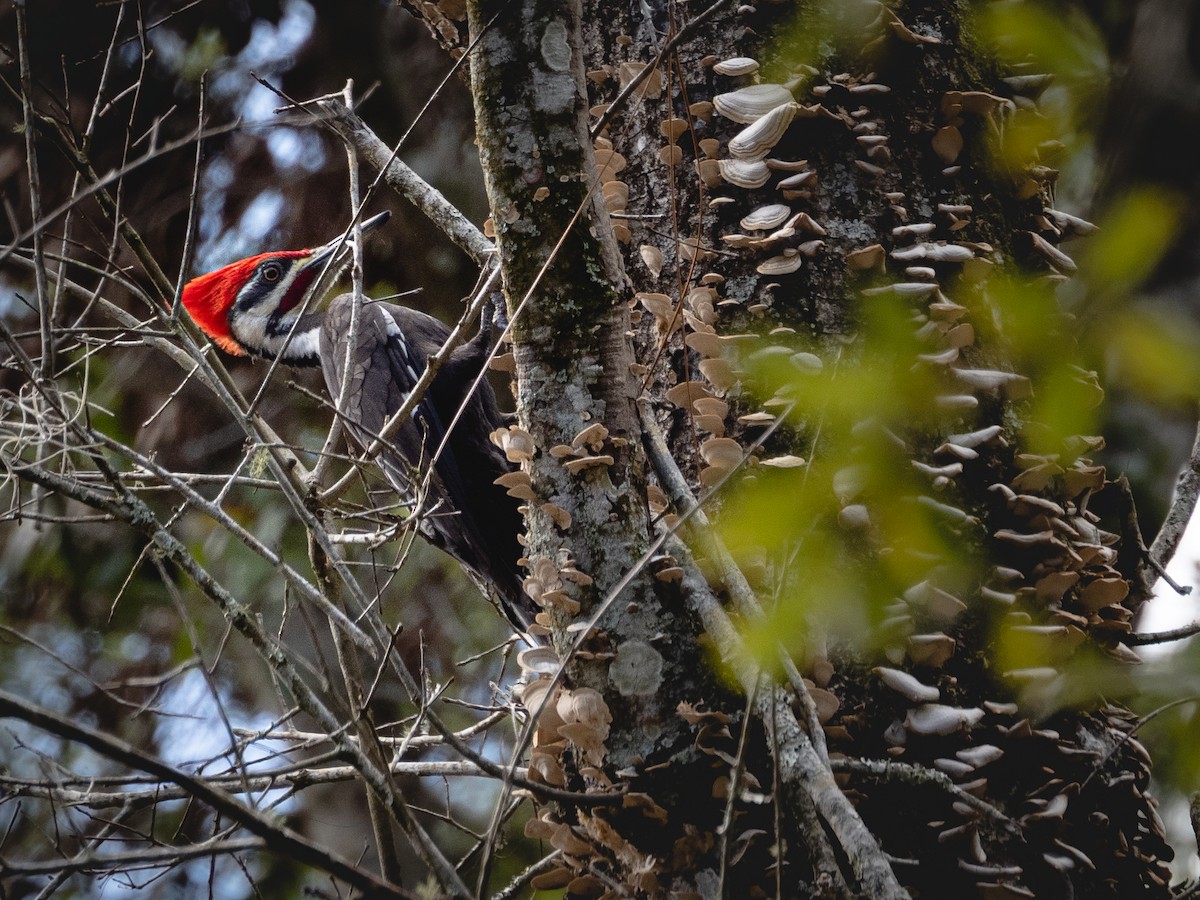 Pileated Woodpecker - ML526722781