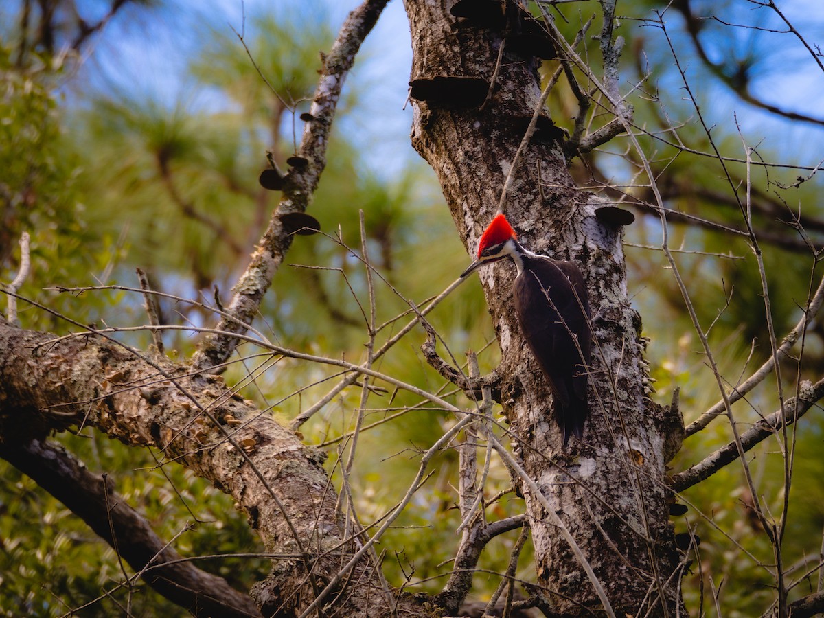Pileated Woodpecker - ML526722791