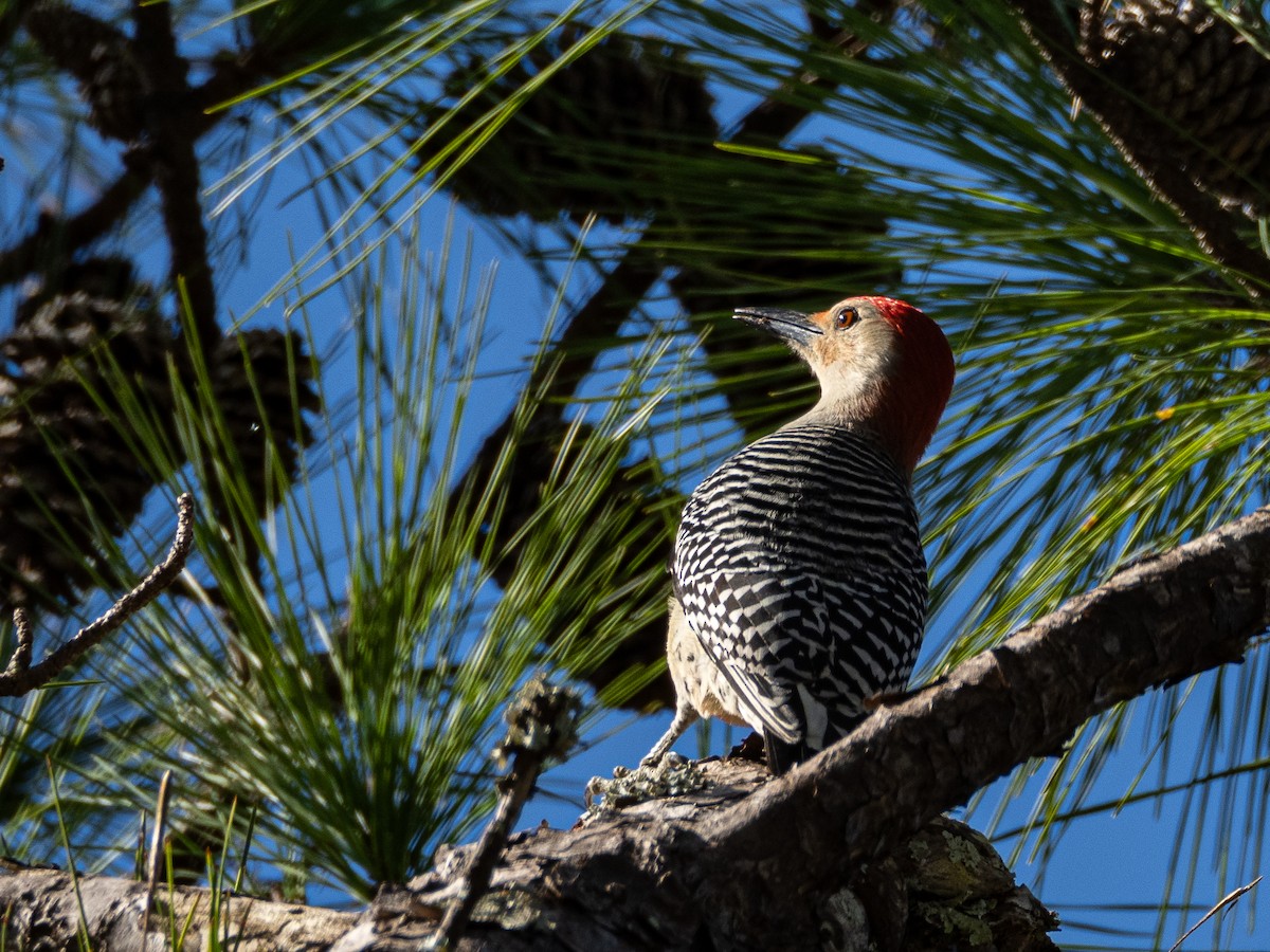 Red-bellied Woodpecker - ML526722831