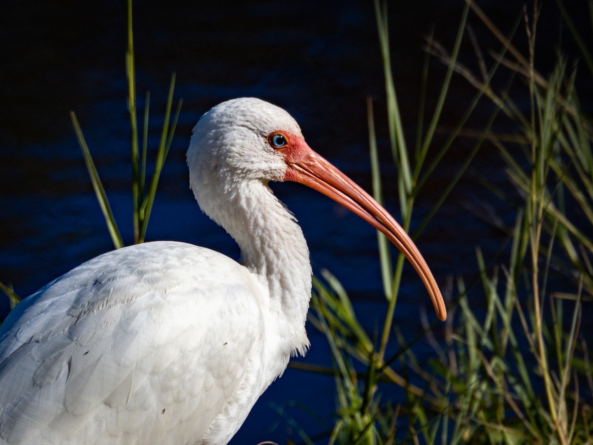 Ibis blanc - ML526723091