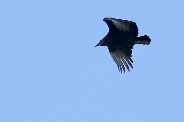 Black Vulture - ML526723301