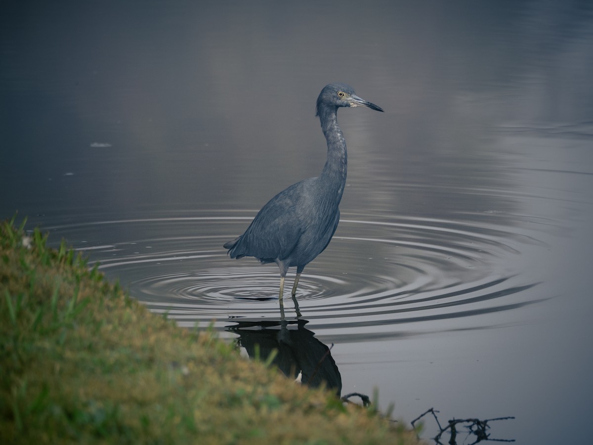 Little Blue Heron - ML526723361