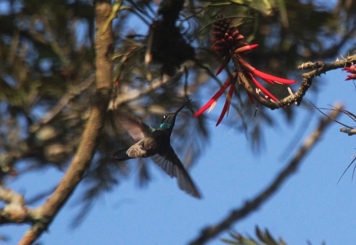 Rivoli's Hummingbird - ML526723991