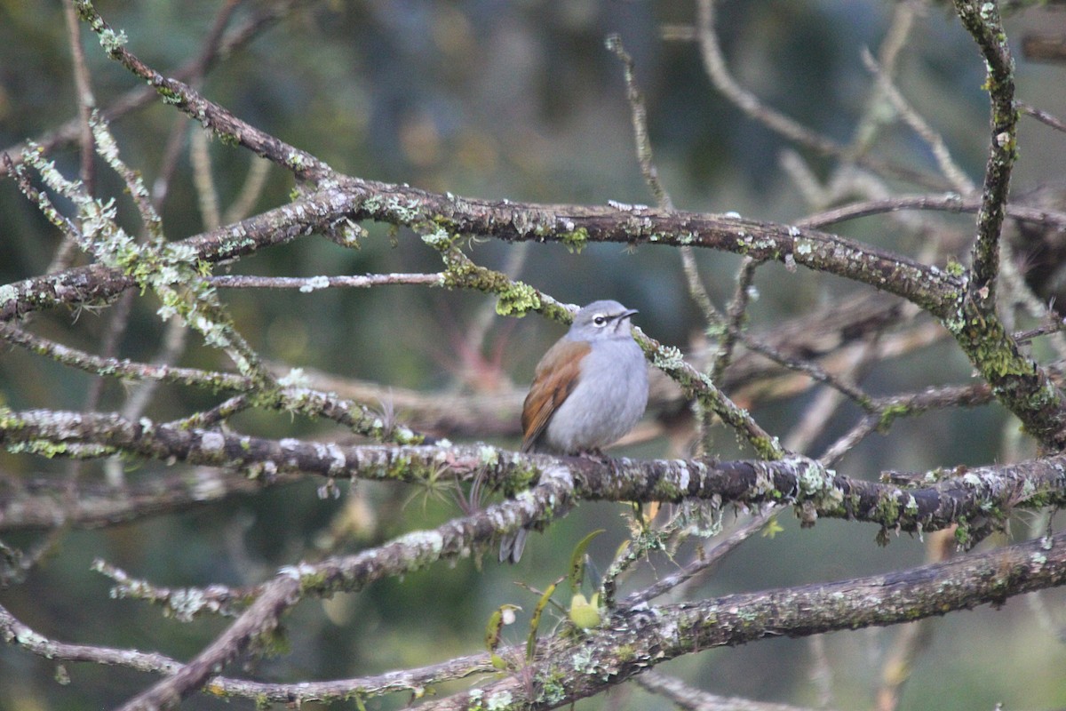 Brown-backed Solitaire - ML526726001