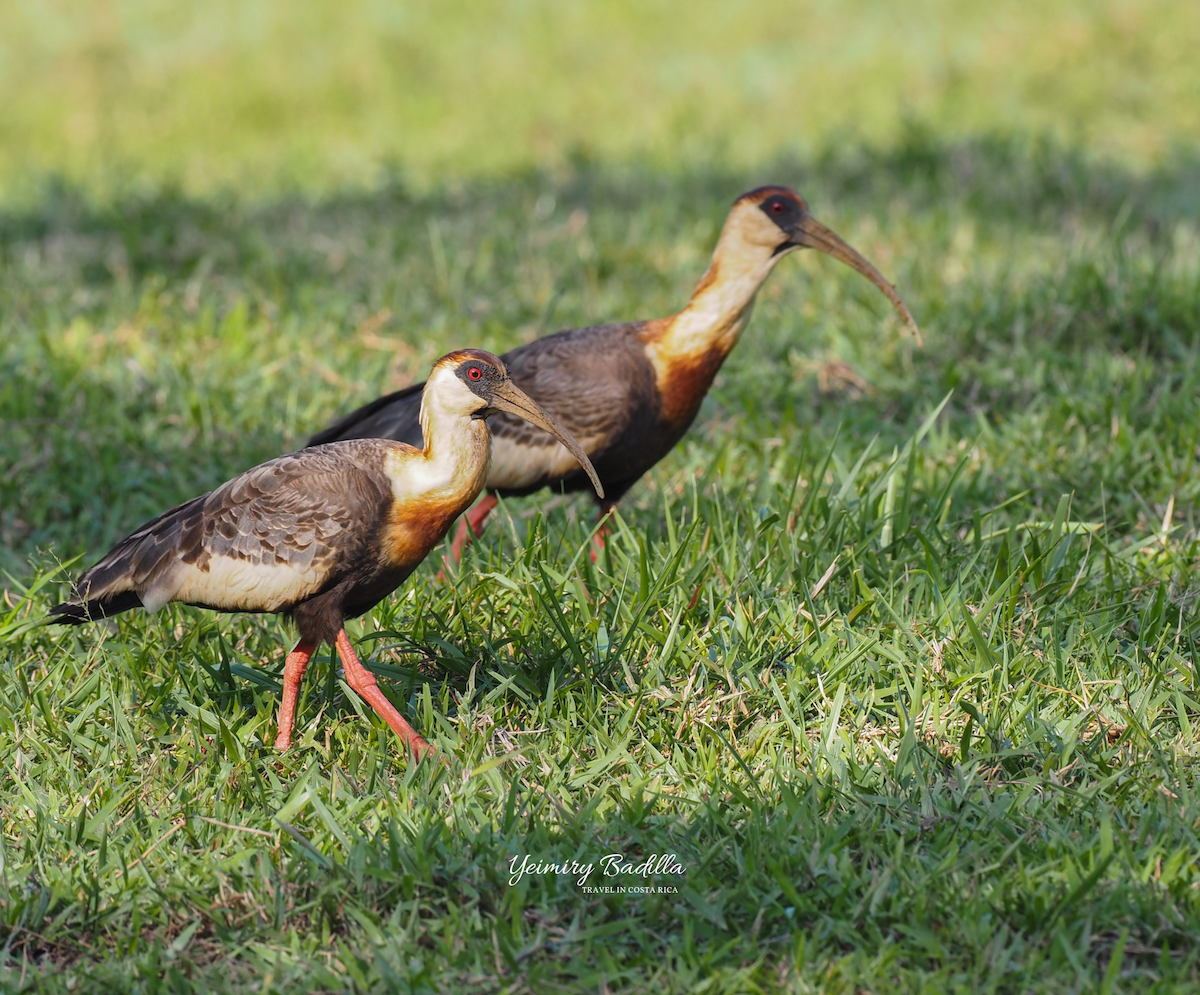 Buff-necked Ibis - ML526726021