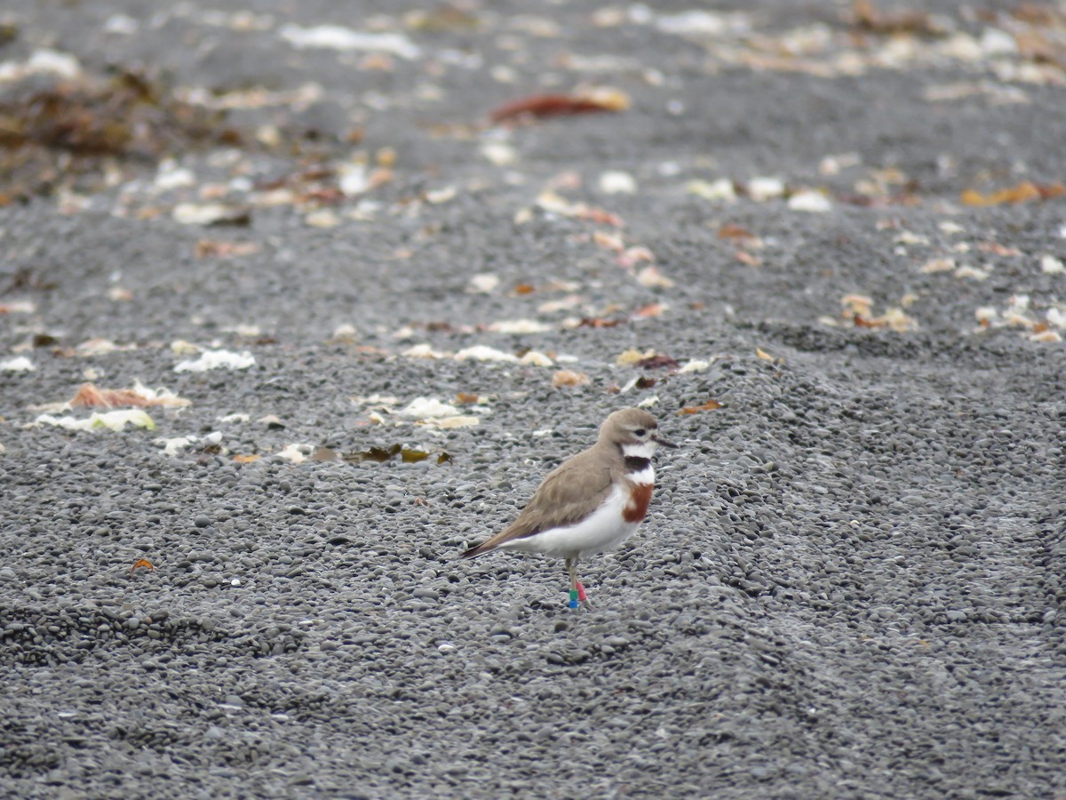 Double-banded Plover - ML526726231