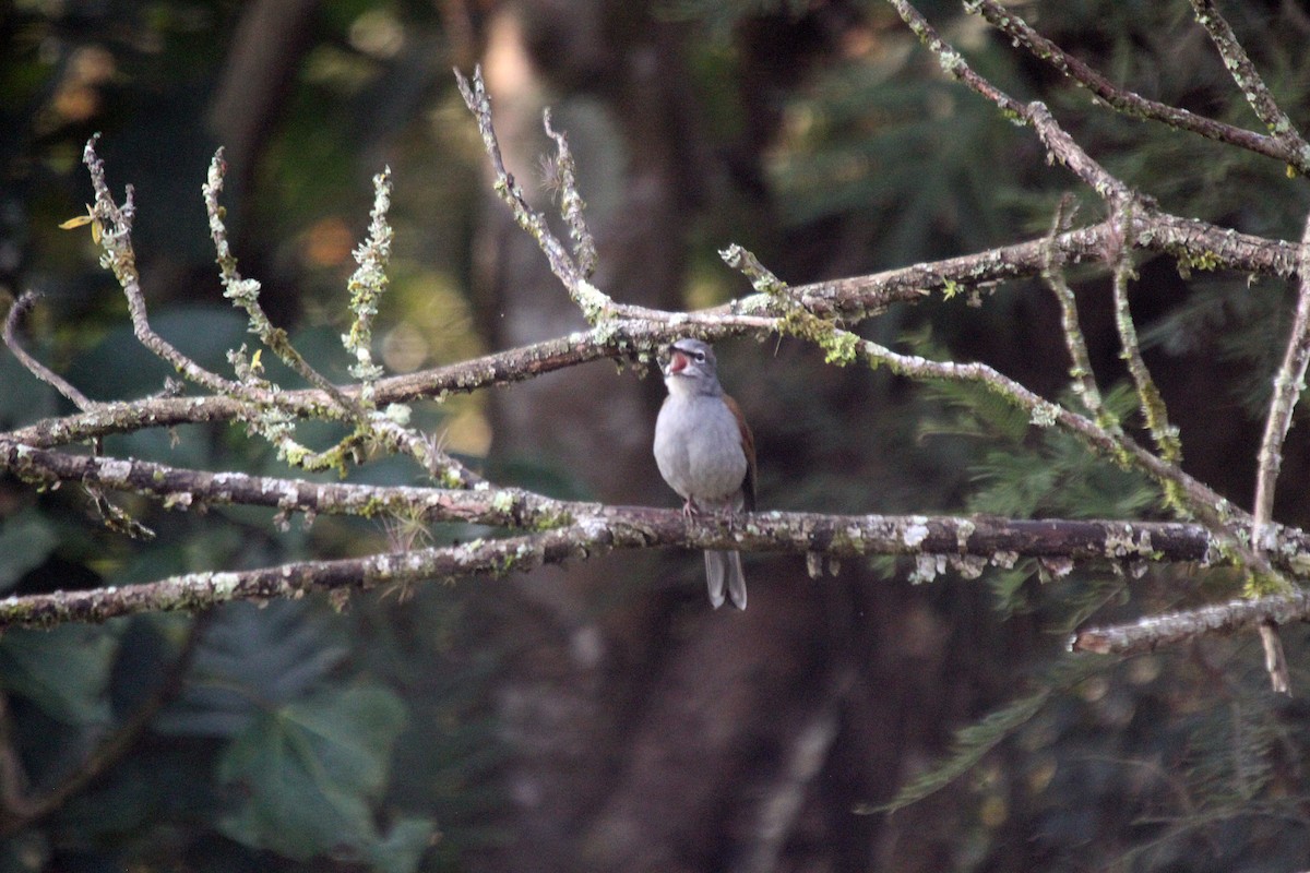 Brown-backed Solitaire - ML526726301