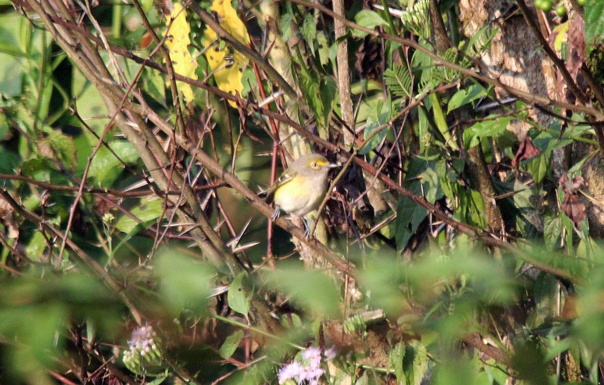 White-eyed Vireo - ML526726561