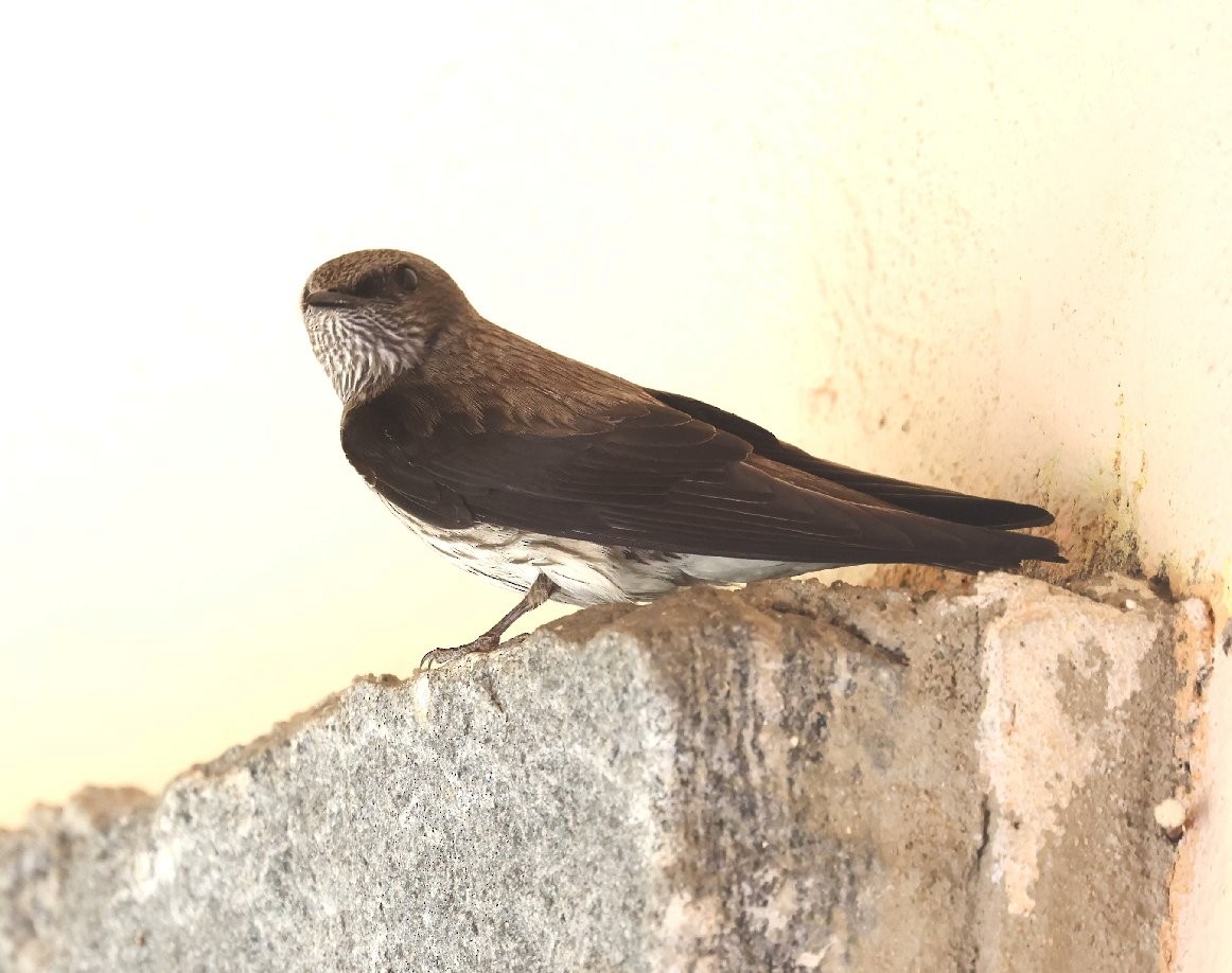 Golondrina de las Mascareñas - ML526726981