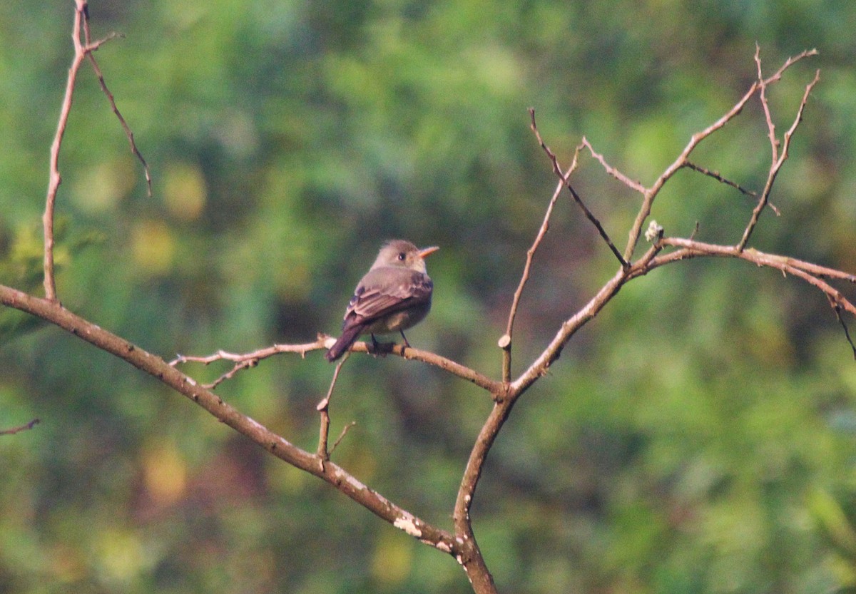 Greater Pewee - ML526727431