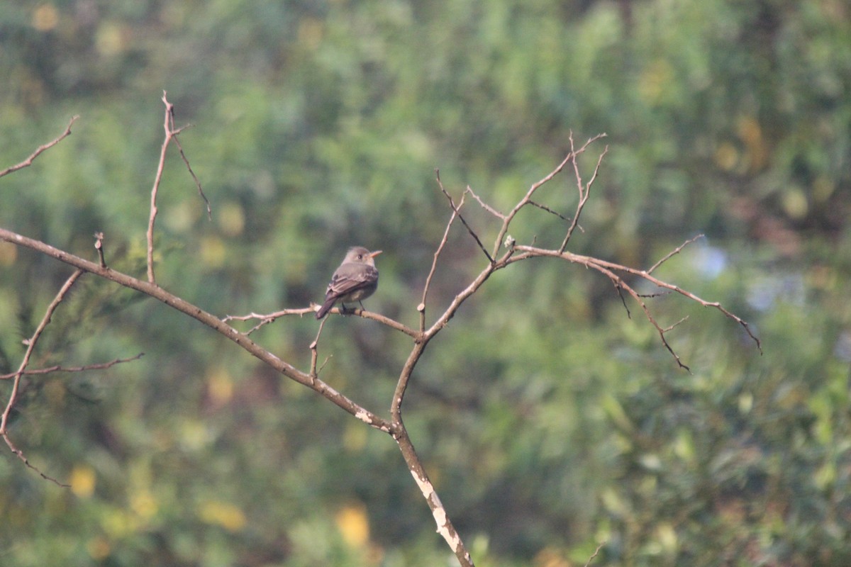 Greater Pewee - ML526727461