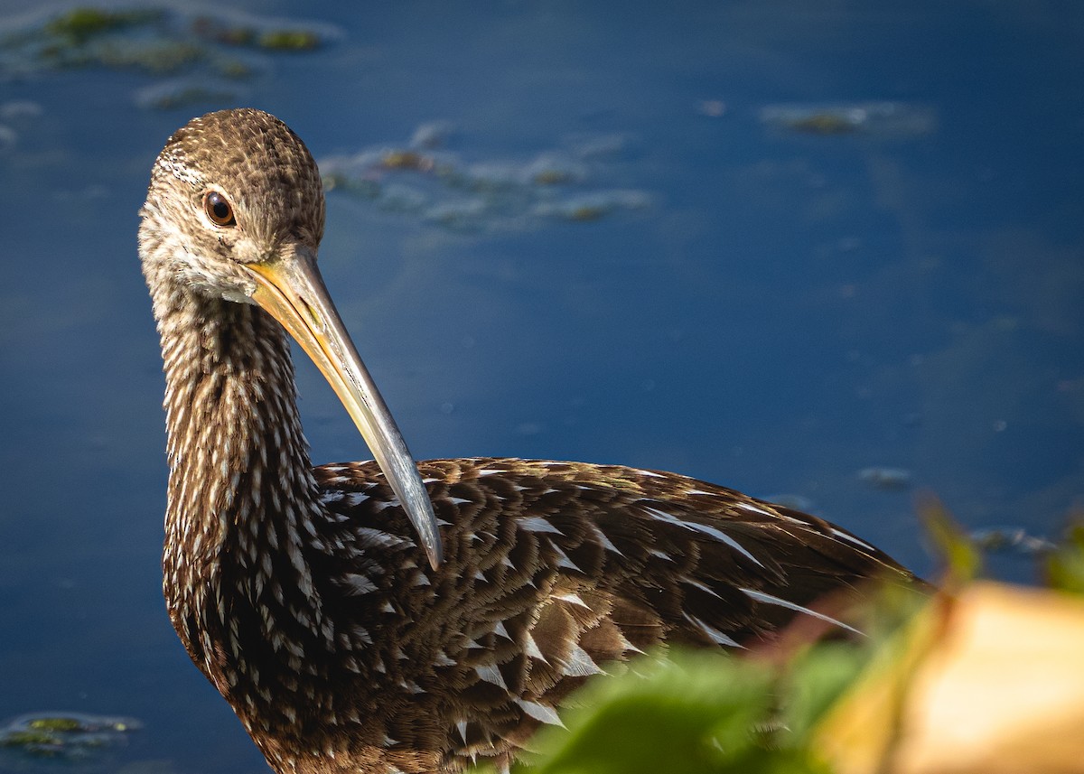 Limpkin - ML526727541