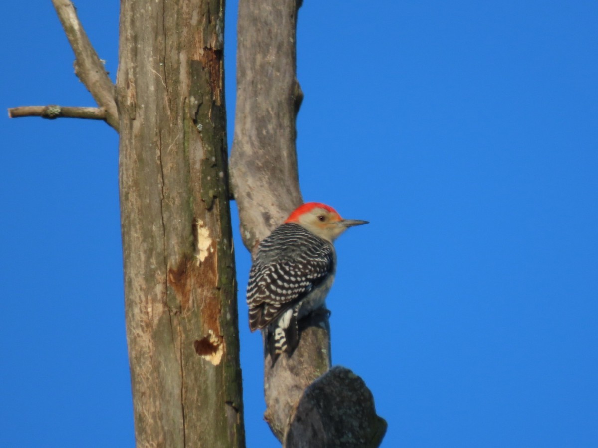 Red-bellied Woodpecker - Elizabeth Vaiana
