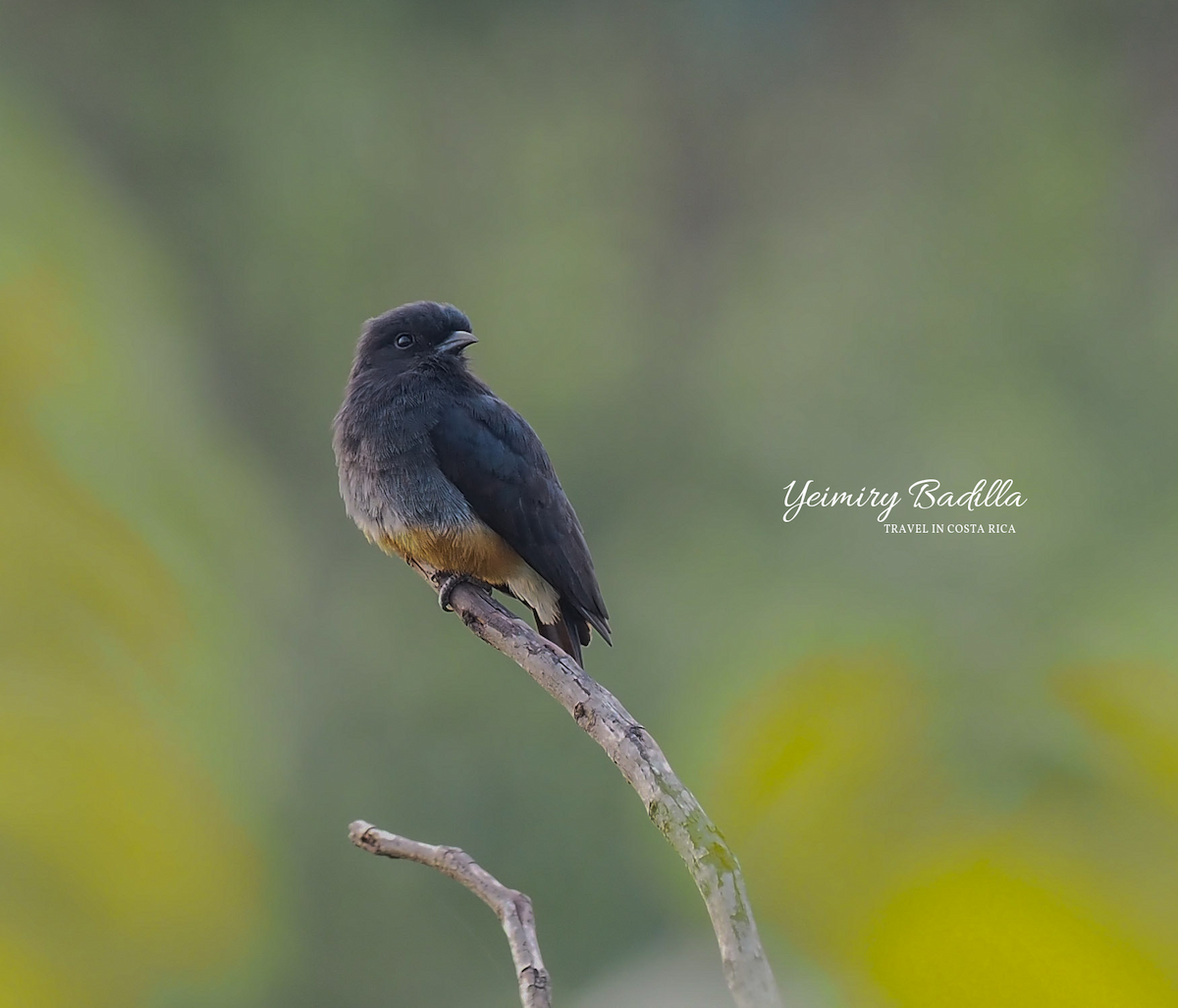 Swallow-winged Puffbird - ML526727851