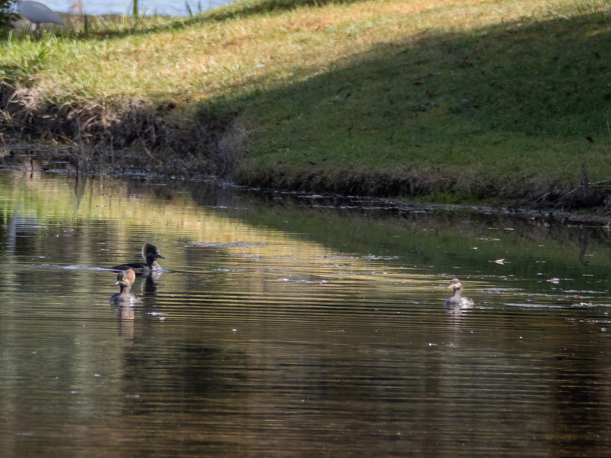 Hooded Merganser - ML526728731