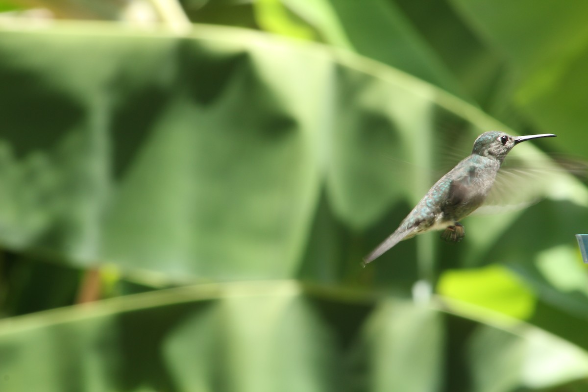 Sombre Hummingbird - Bárbara Cavalcante