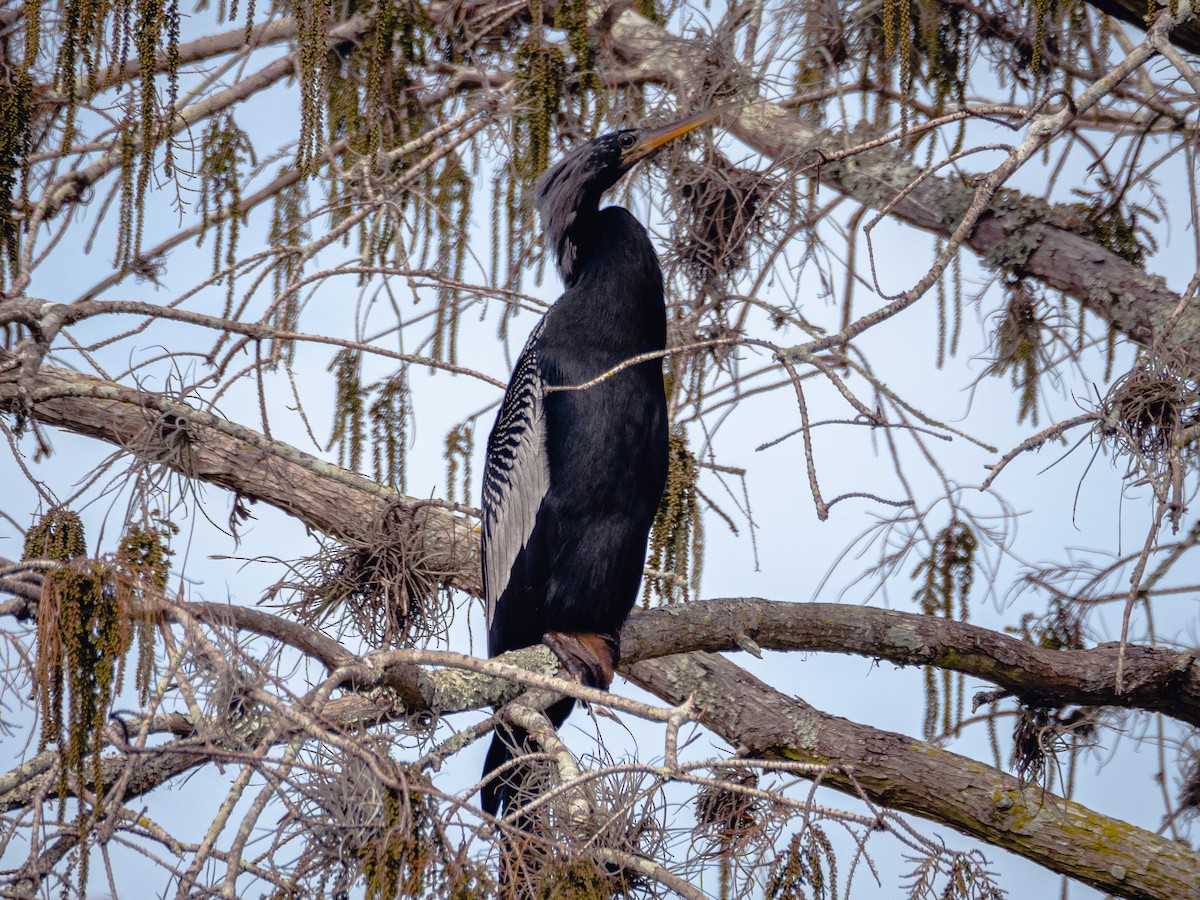 Anhinga Americana - ML526730661