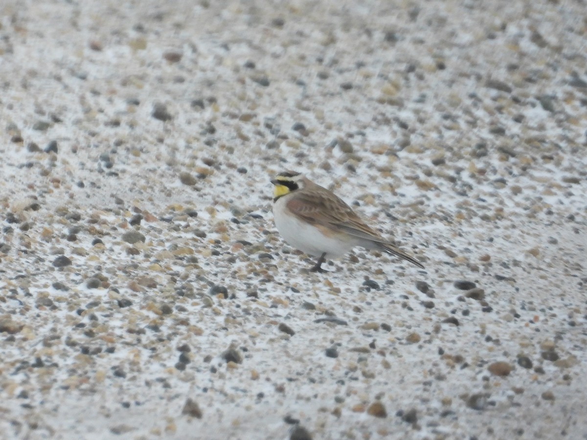 Horned Lark - ML526731051