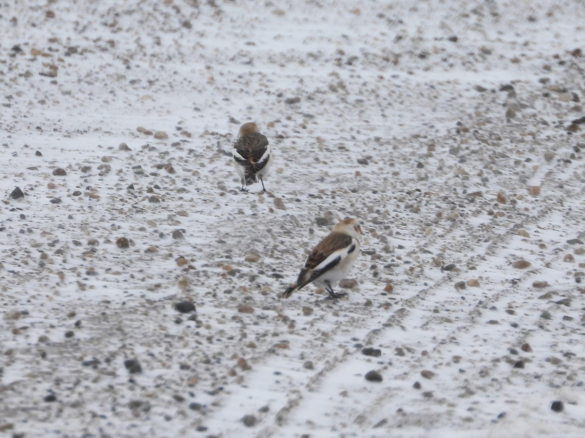 Snow Bunting - ML526731121