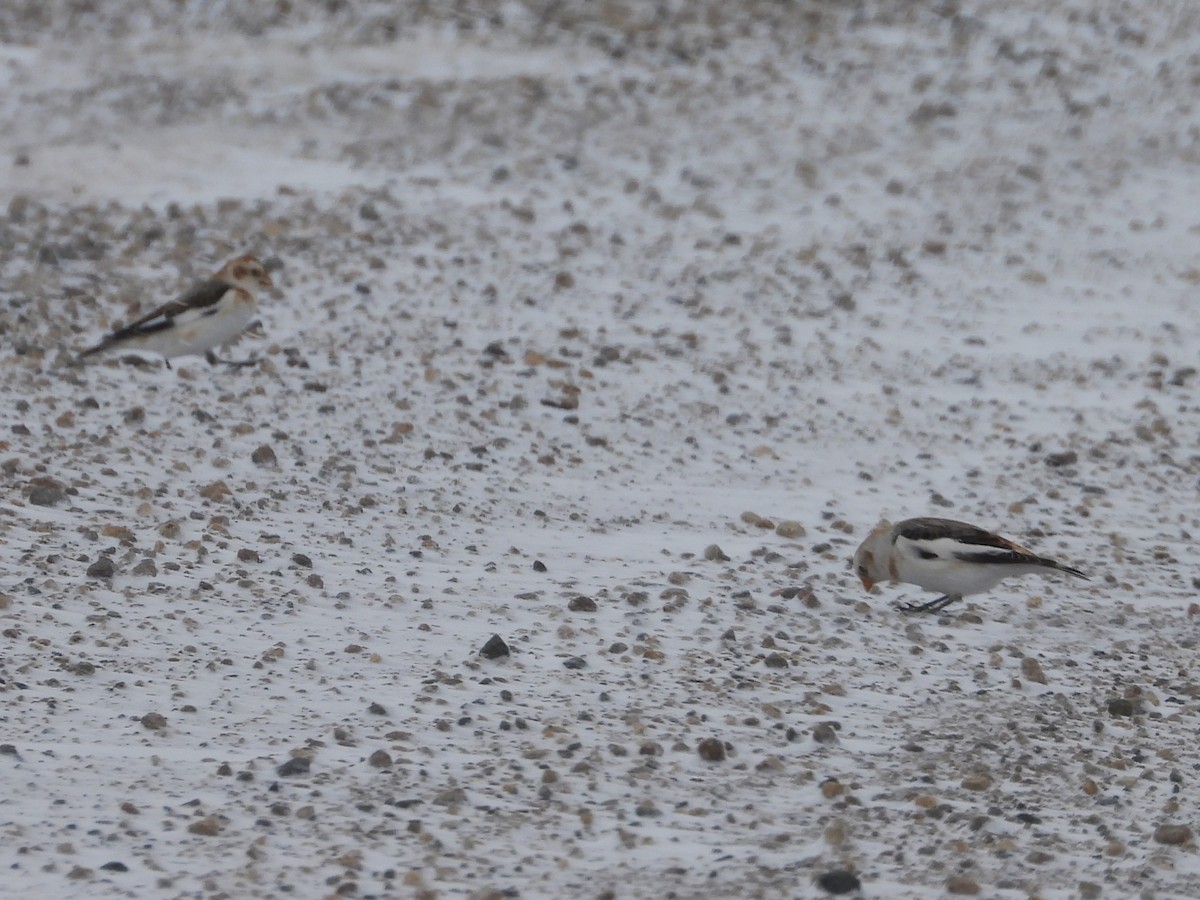 Snow Bunting - ML526731131