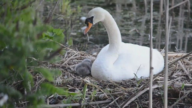 Cygne tuberculé - ML526731741