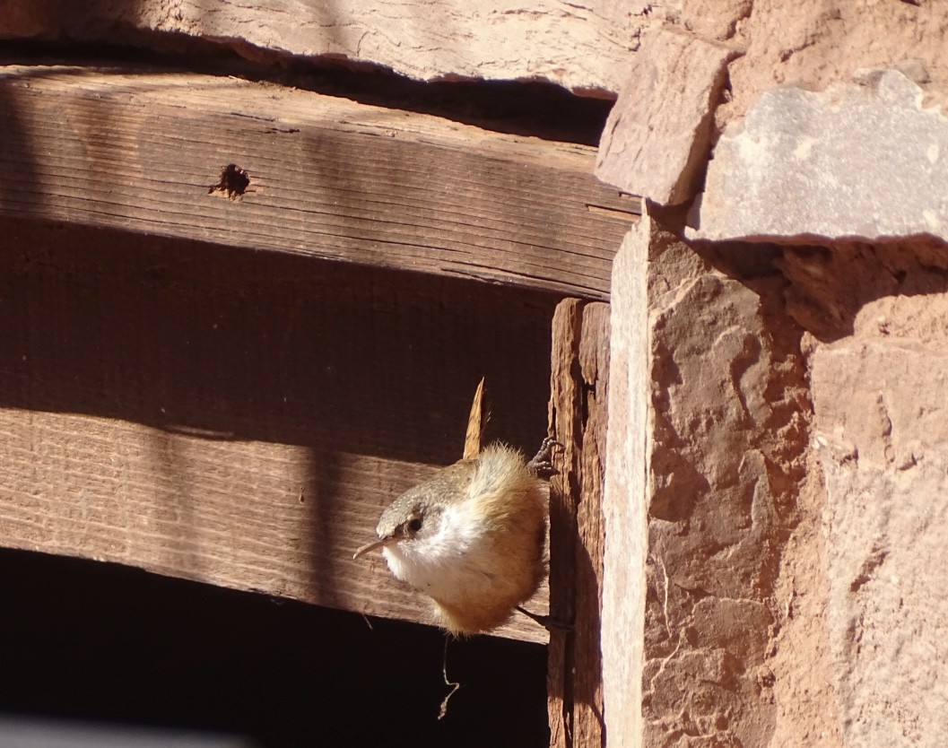 Canyon Wren - ML526732081