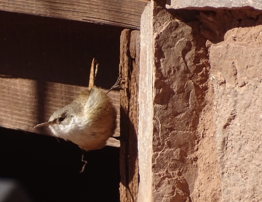 Canyon Wren - ML526732091