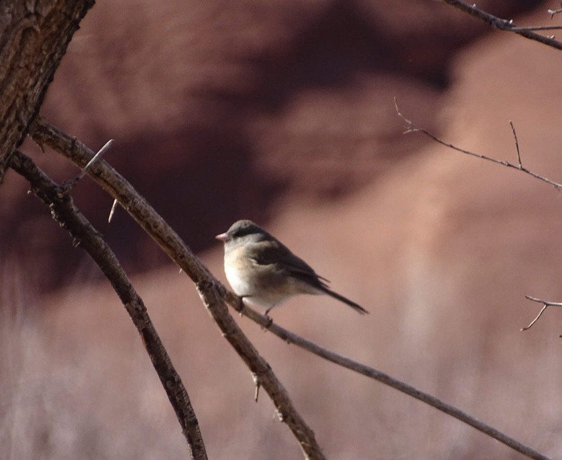 Junco Ojioscuro - ML526733001