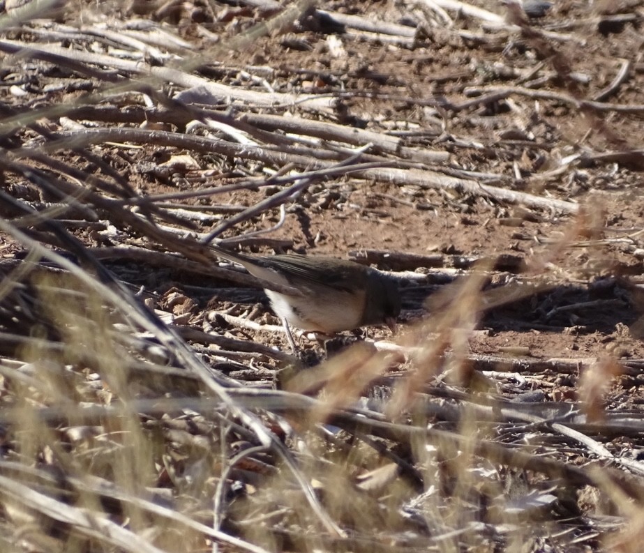 Junco ardoisé - ML526733011