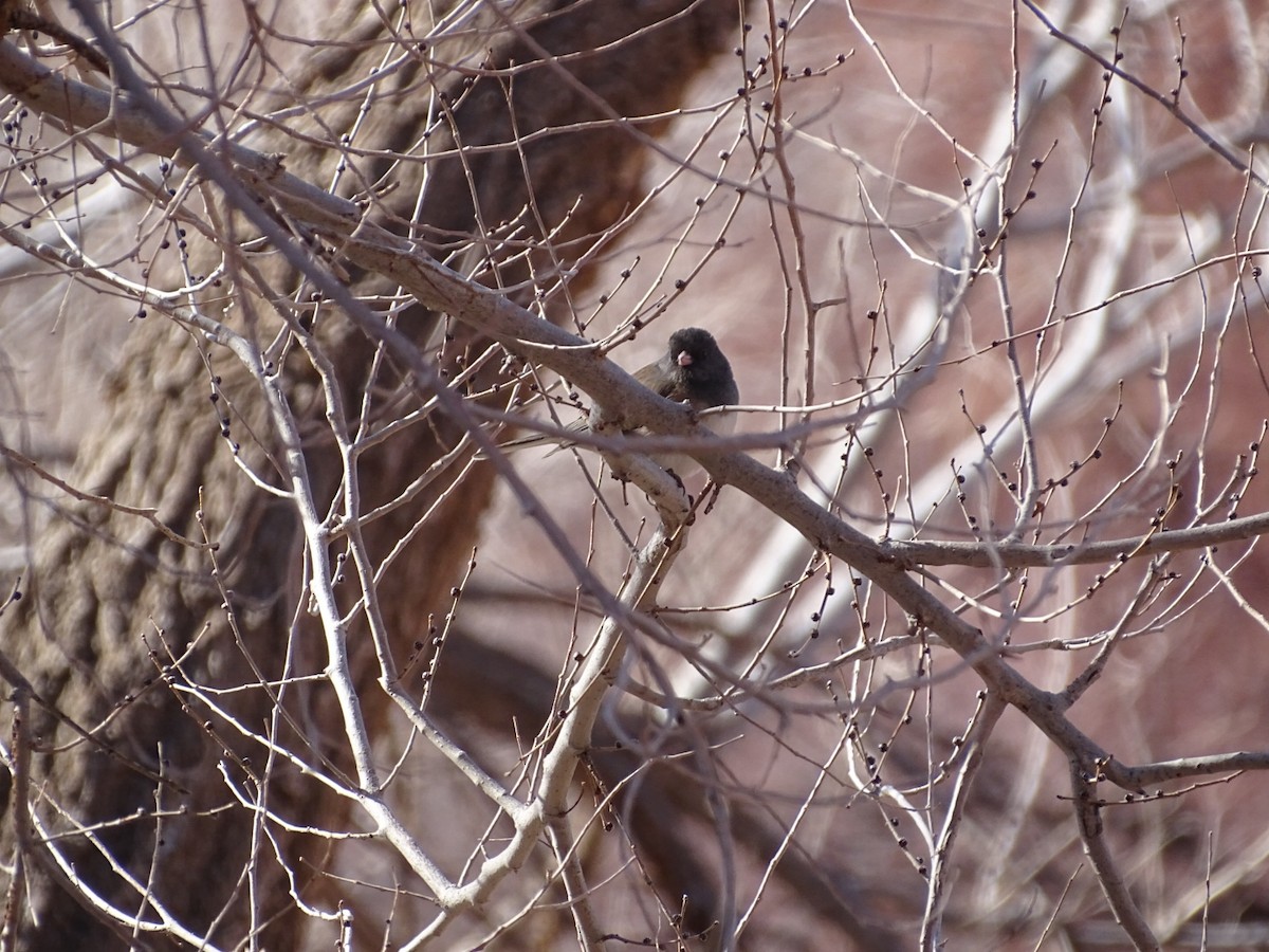 Junco ardoisé - ML526733021