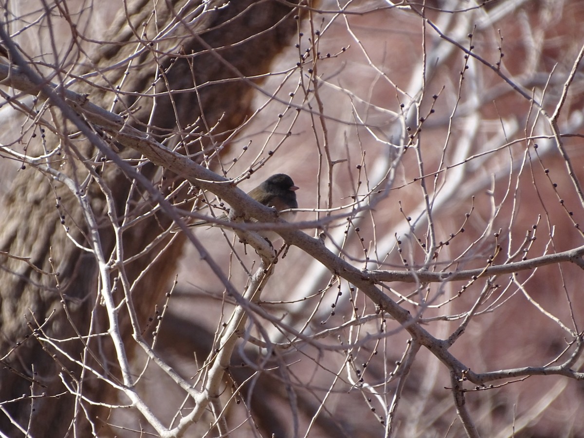 Junco ardoisé - ML526733031