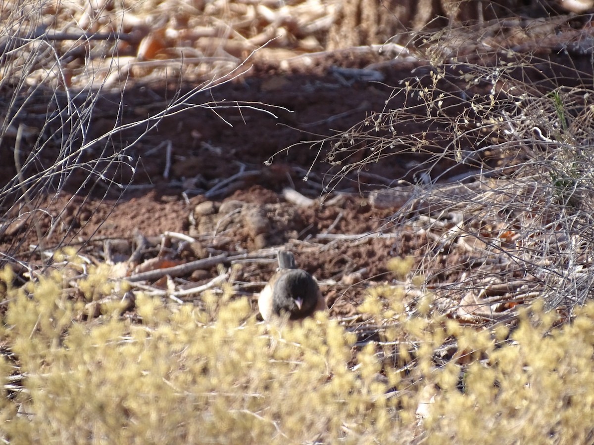 Dark-eyed Junco - Robert Solomon