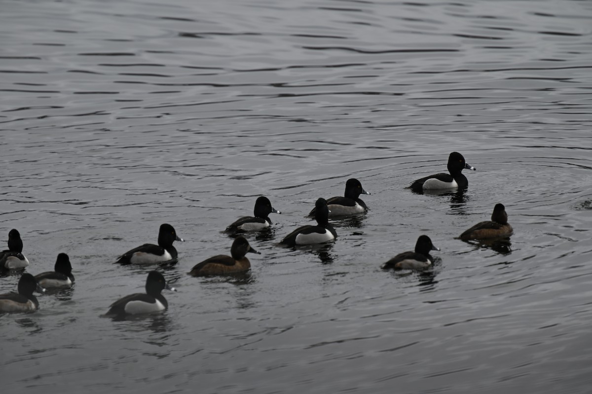 Ring-necked Duck - ML526734251