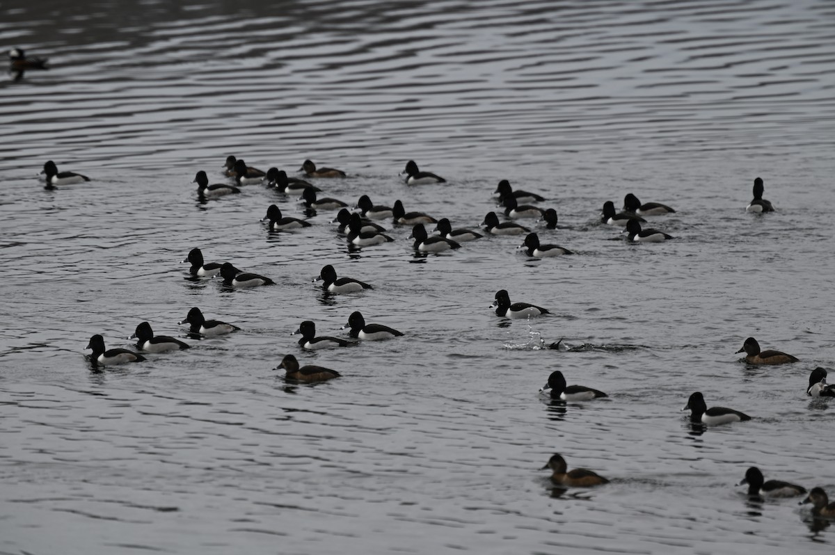 Ring-necked Duck - ML526734261