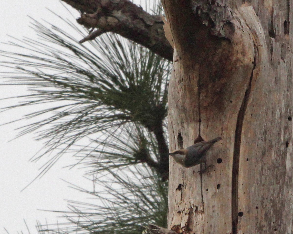 Brown-headed Nuthatch - Mary Keim