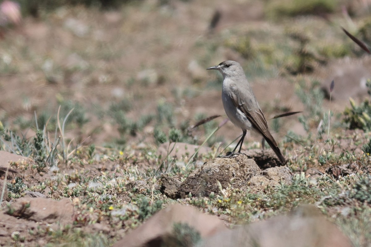 Black-fronted Ground-Tyrant - ML526735431