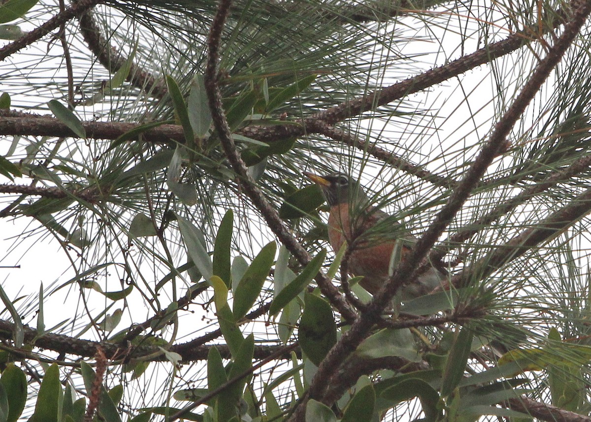 American Robin - ML526735641