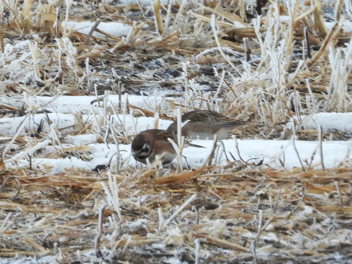 Horned Lark - ML526736161