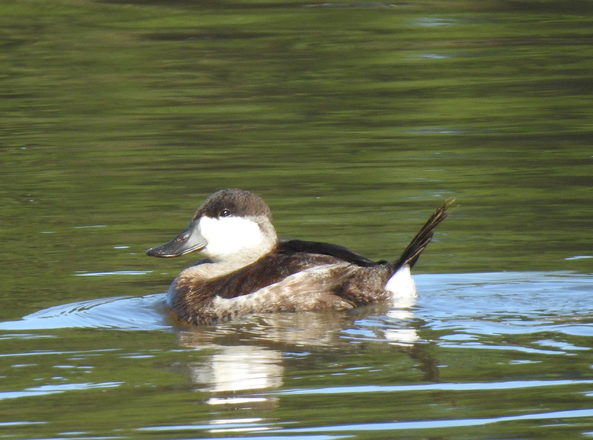 Ruddy Duck - ML526736171