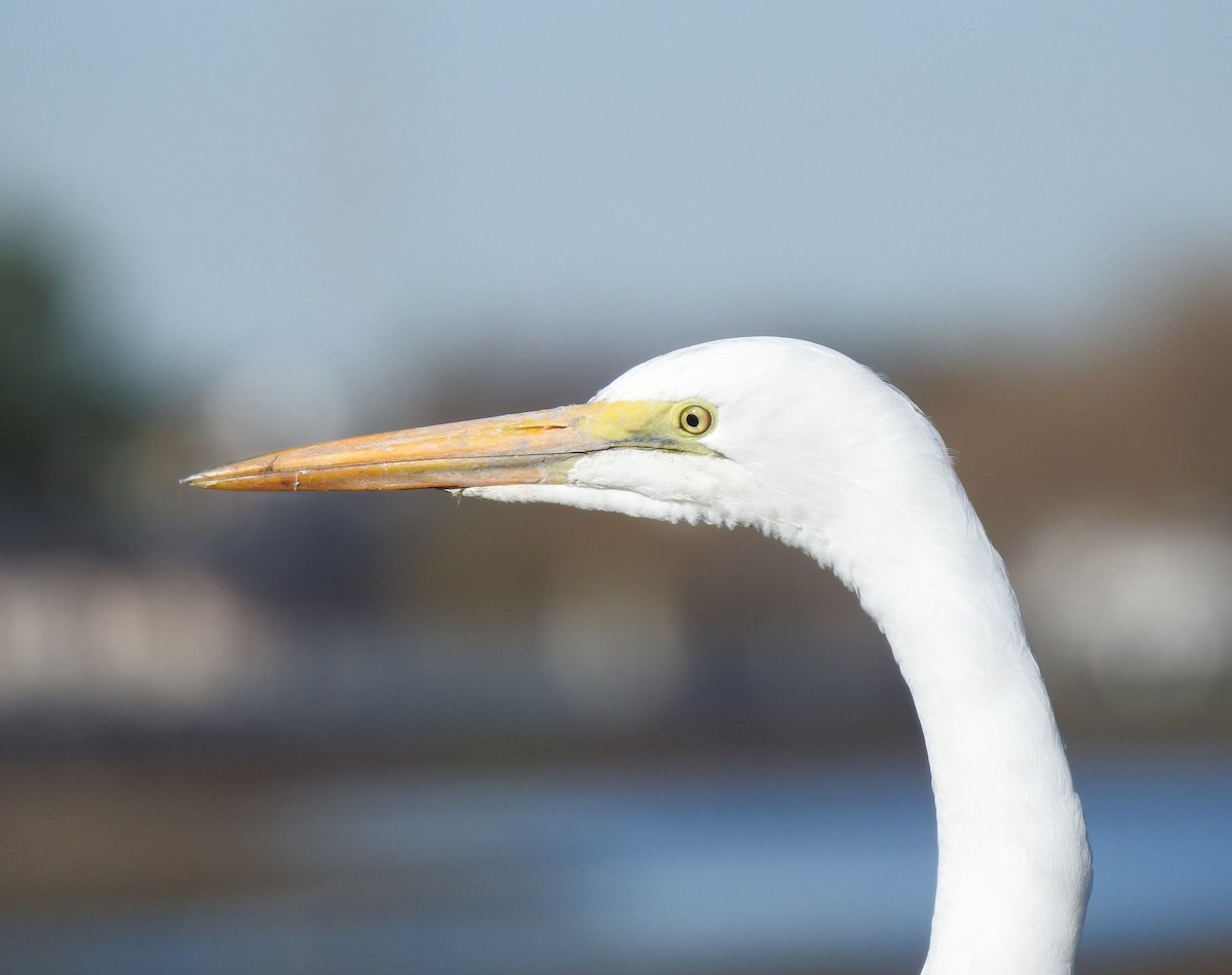 Great Egret - Anonymous