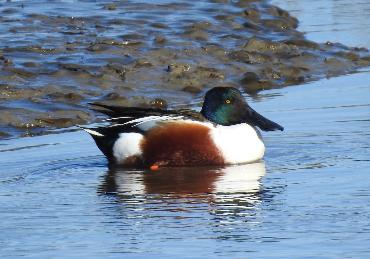 Northern Shoveler - ML526736651
