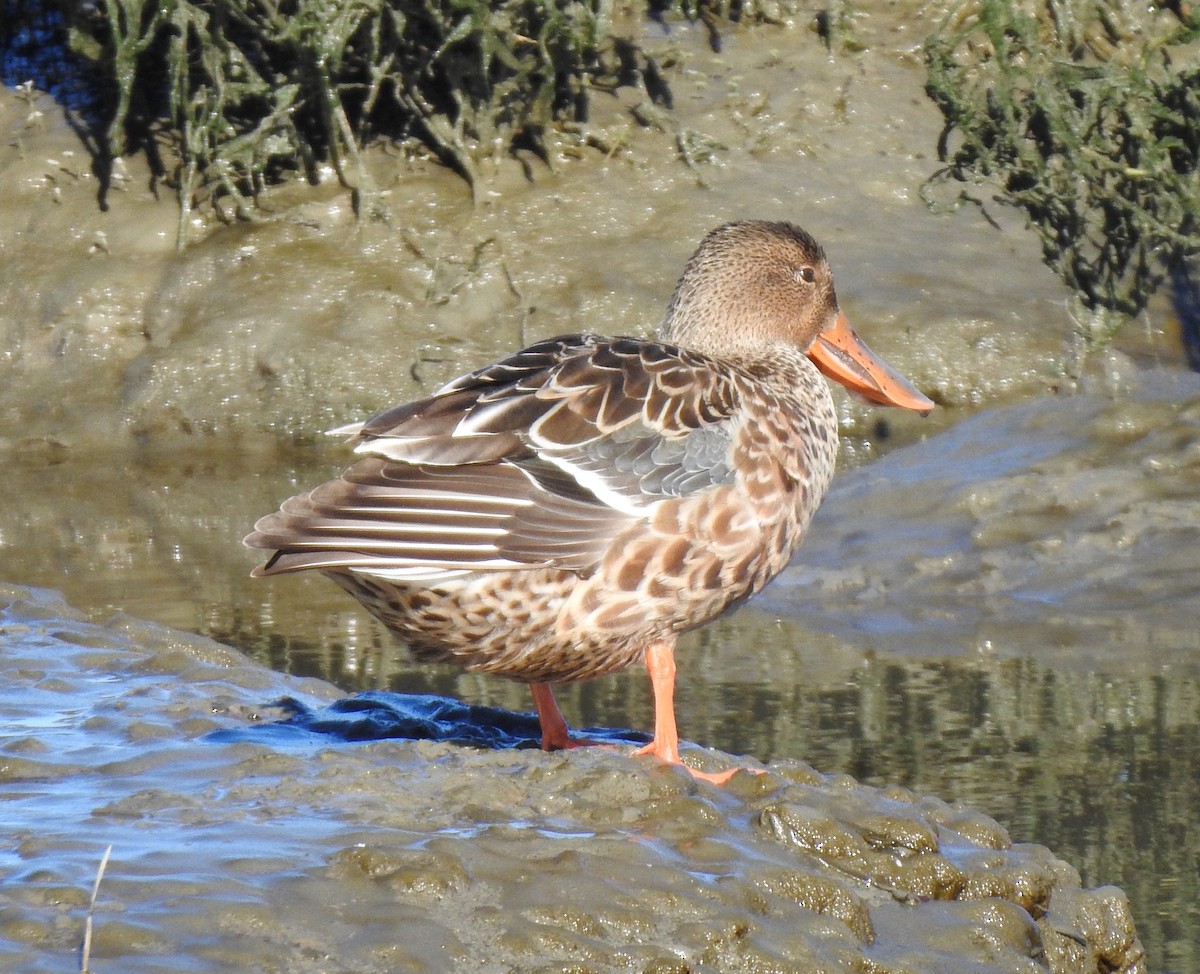 Northern Shoveler - ML526736701